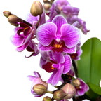 Phalaenopsis Oslnivá Diva