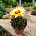 Thelocactus setispinus - cactus cu spini aurii si flori galbene