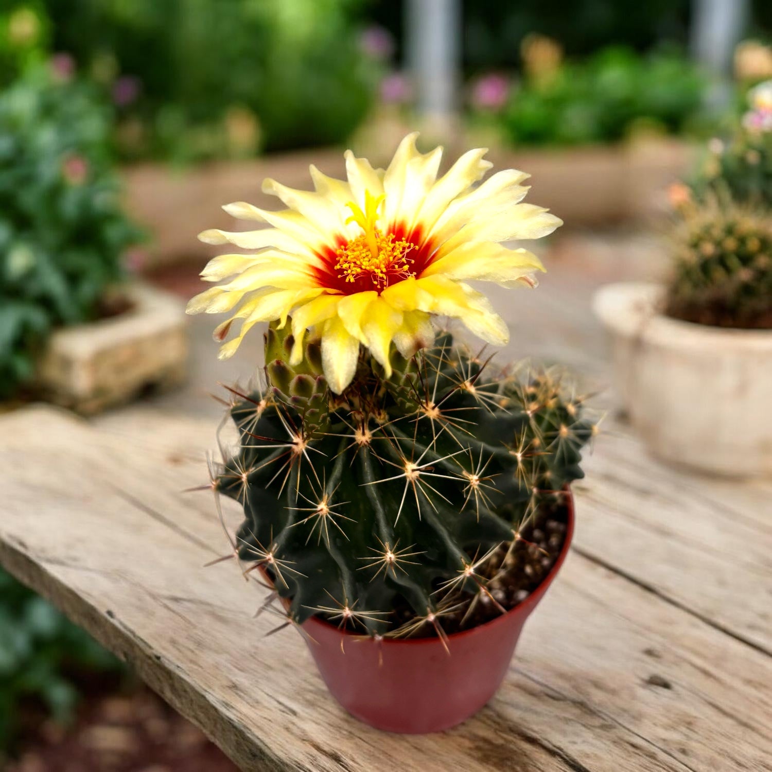 Thelocactus setispinus - cactus cu spini aurii si flori galbene