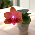 Phalaenopsis Lioulin Diana 'Maui Sunset' - flori parfumate