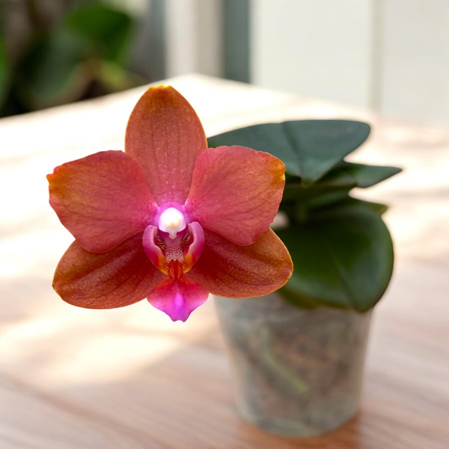 Phalaenopsis Lioulin Diana 'Maui Sunset' - flori parfumate