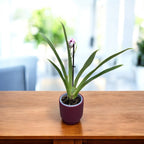 Miltoniopsis Breathless Brilliant * perfumada