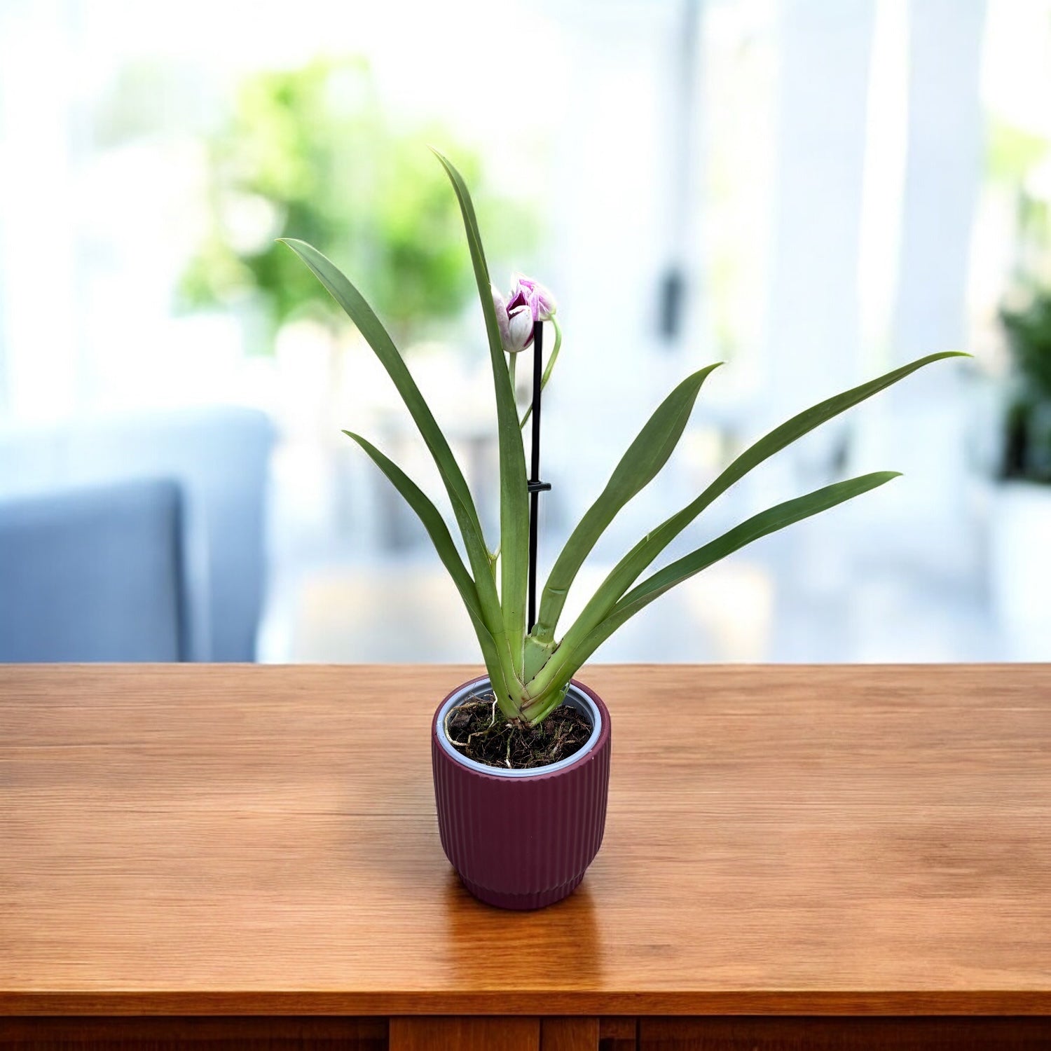 Miltoniopsis Breathless Brilliant * fragrant