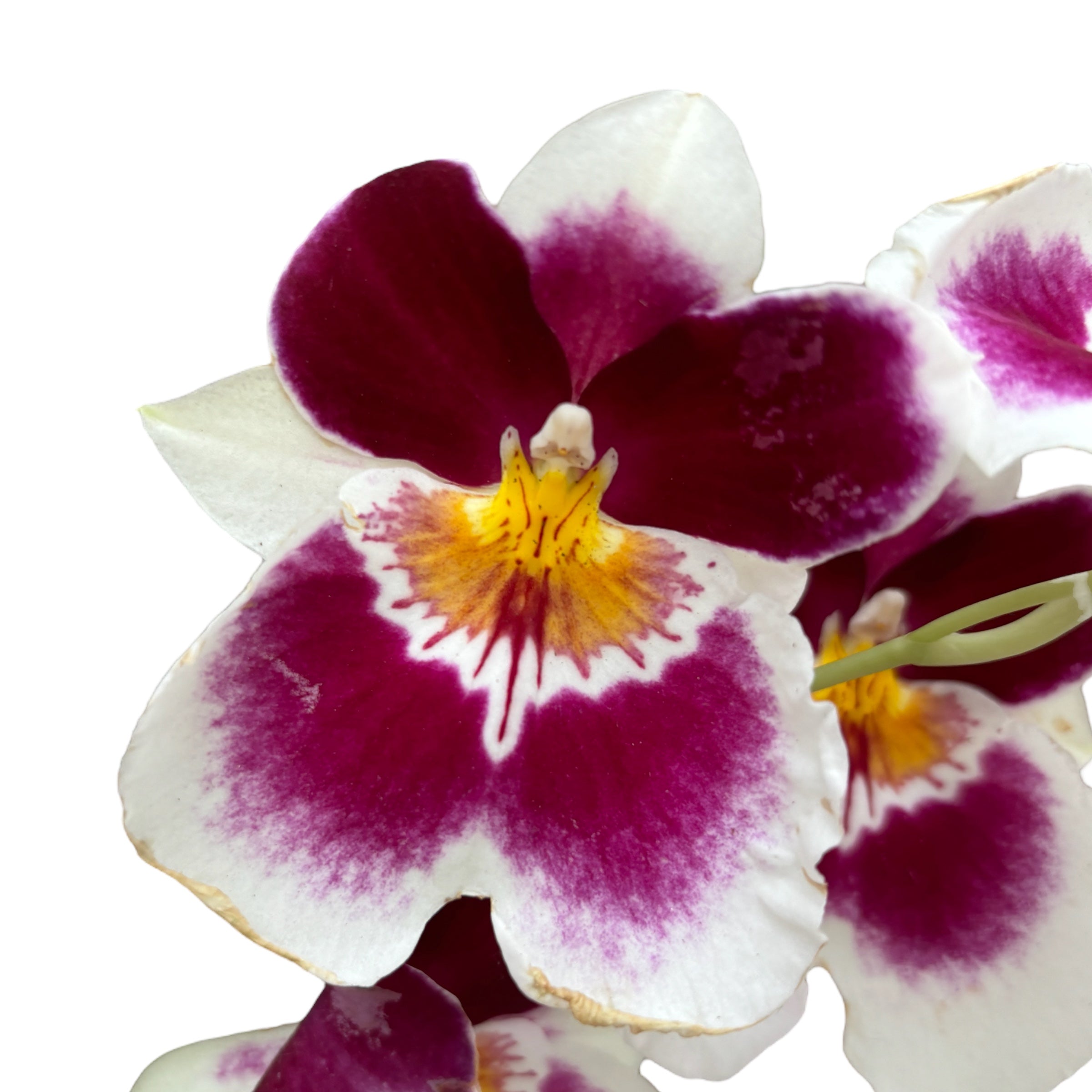Miltoniopsis bicolora