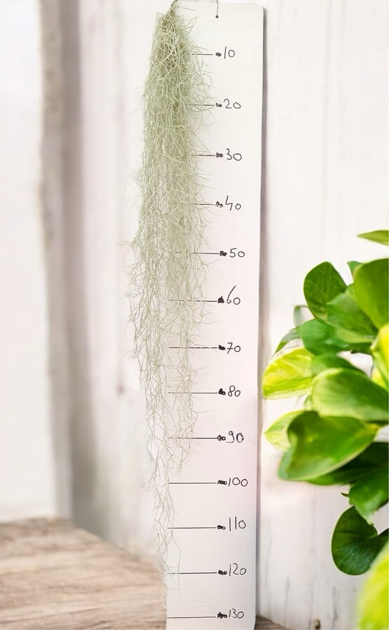 Tillandsia Usneoides, Spanish Moss ("Barba mosului")