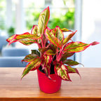 Aglaonema 'Crete Flame' (Red Fire)