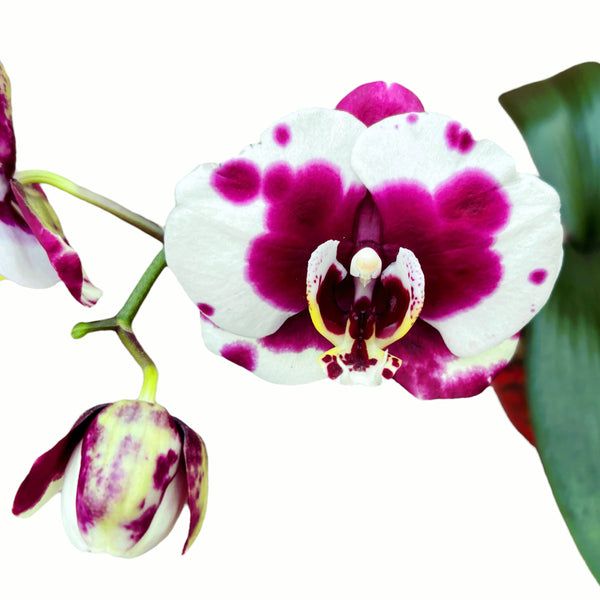 Phalaenopsis Gan Lin Pearl