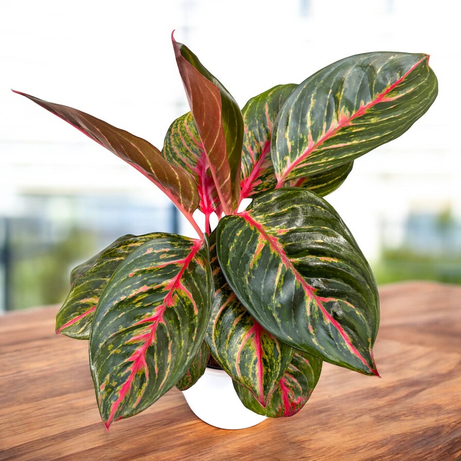 Aglaonema ‘Garnet Coltrane’ -  planta exotica cu frunzis rosu-rubiniu spectaculos