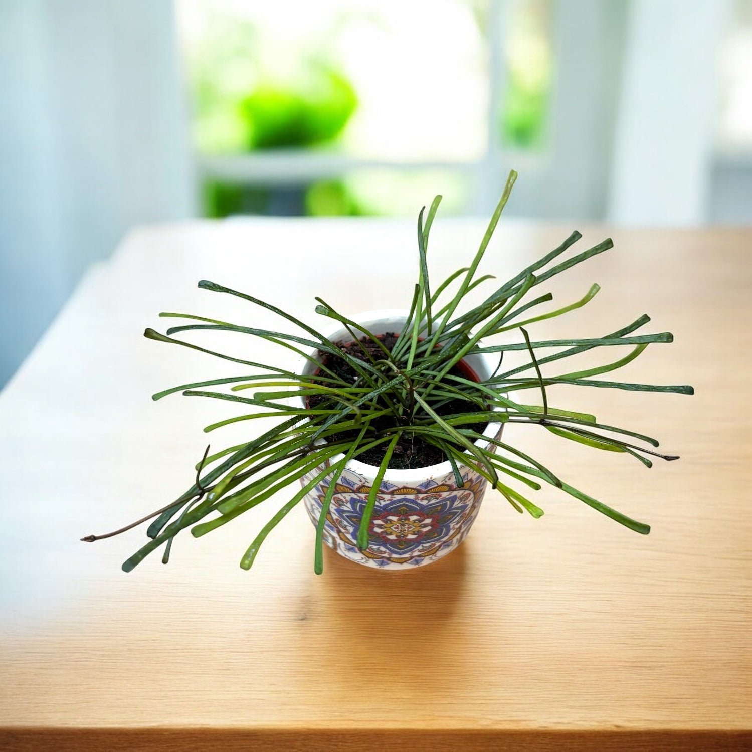 Hoya retusa (Grass Leafed Hoya) D6