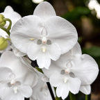 Phalaenopsis Charming Snow grande lèvre