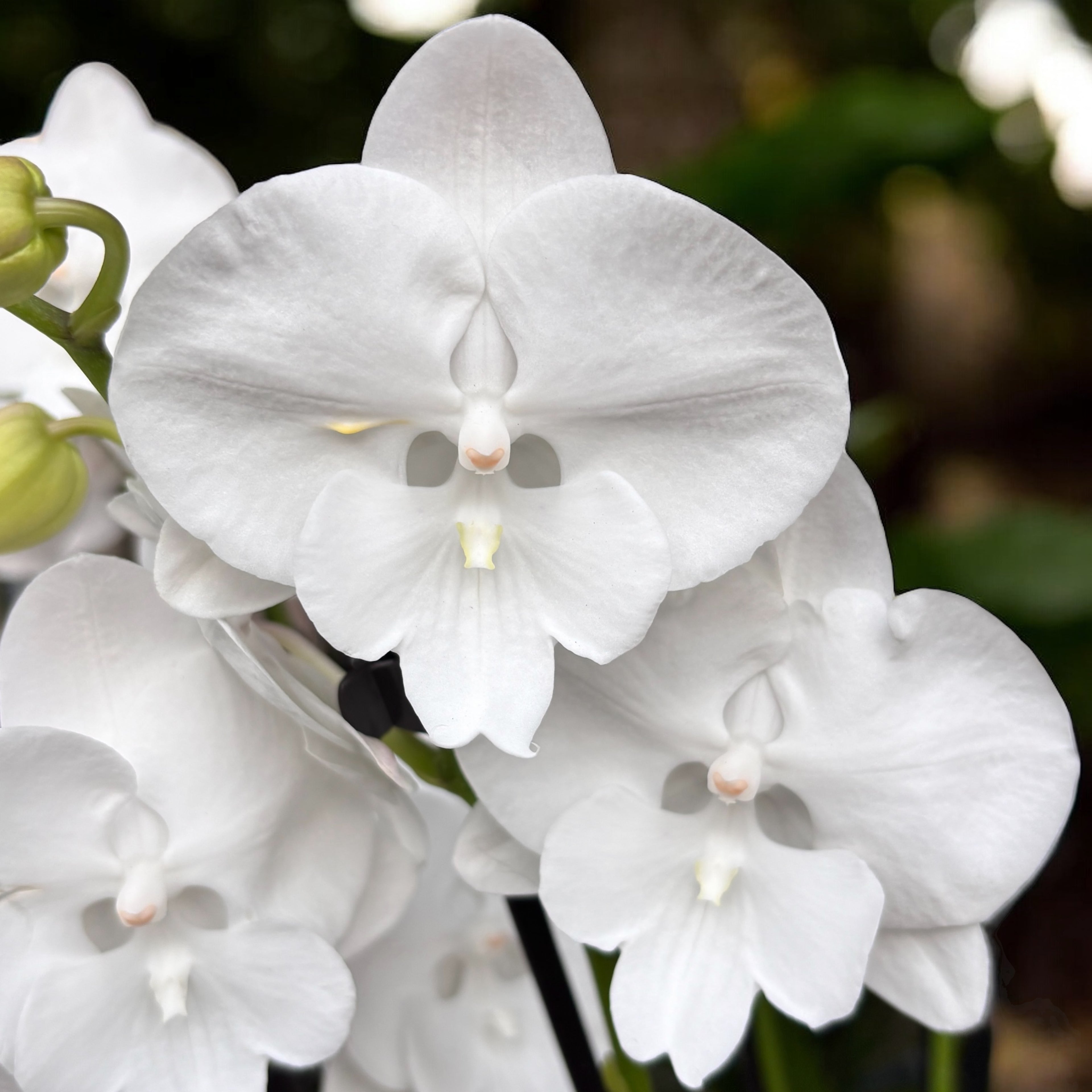 Phalaenopsis Charming Snow big lip