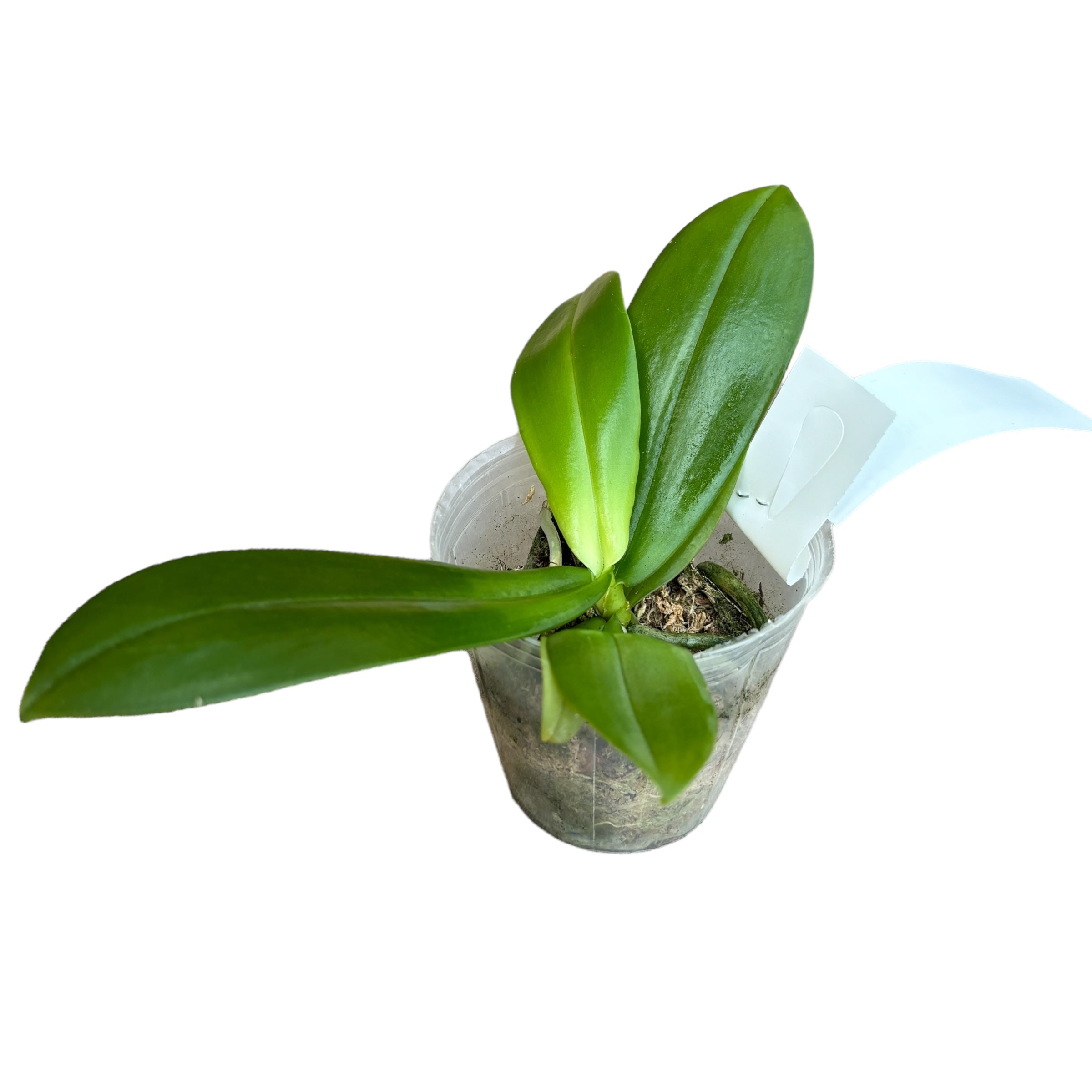 Phalaenopsis mannii 'Black' parfumat