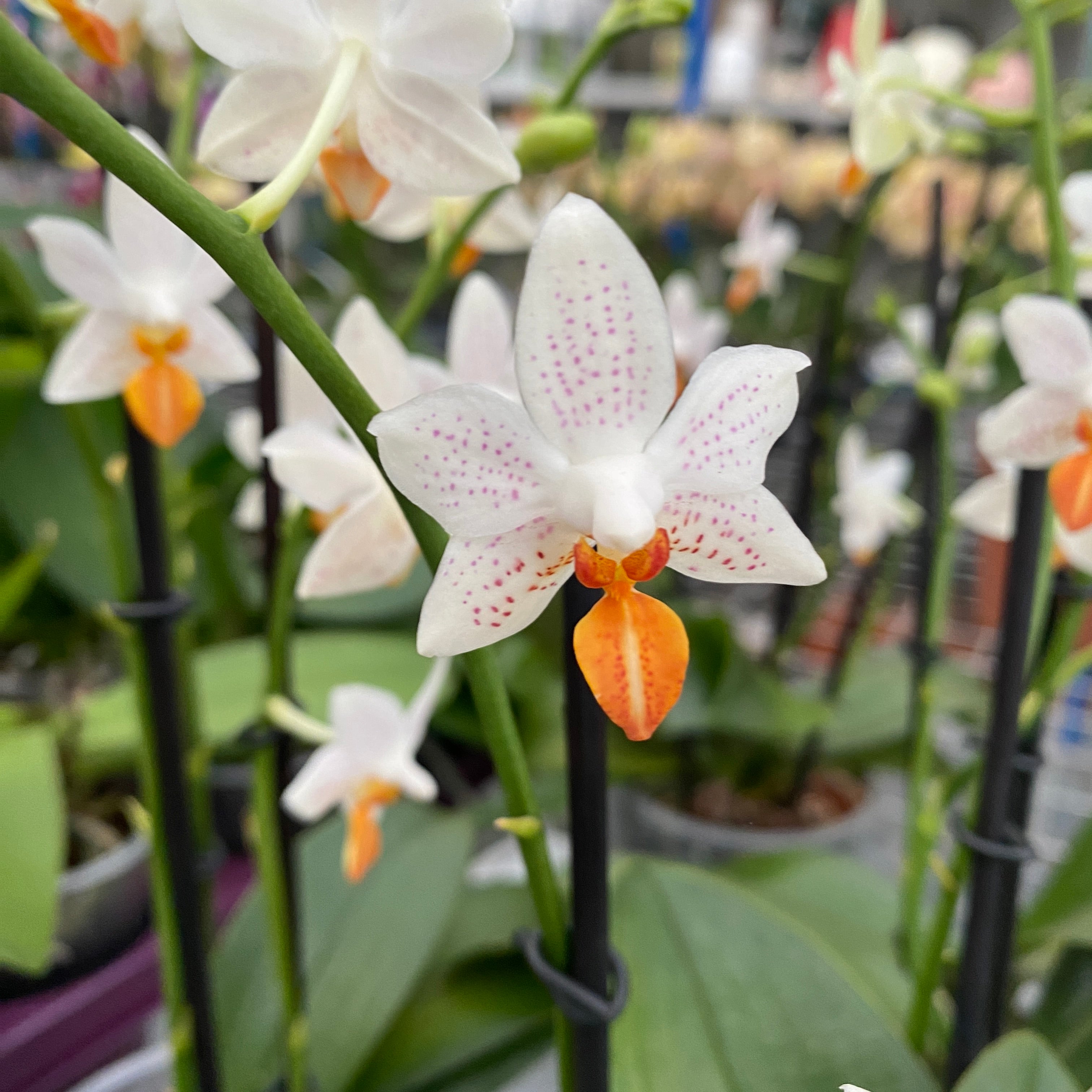 Phalaenopsis Mini Mark (Pays-Bas) pelorique