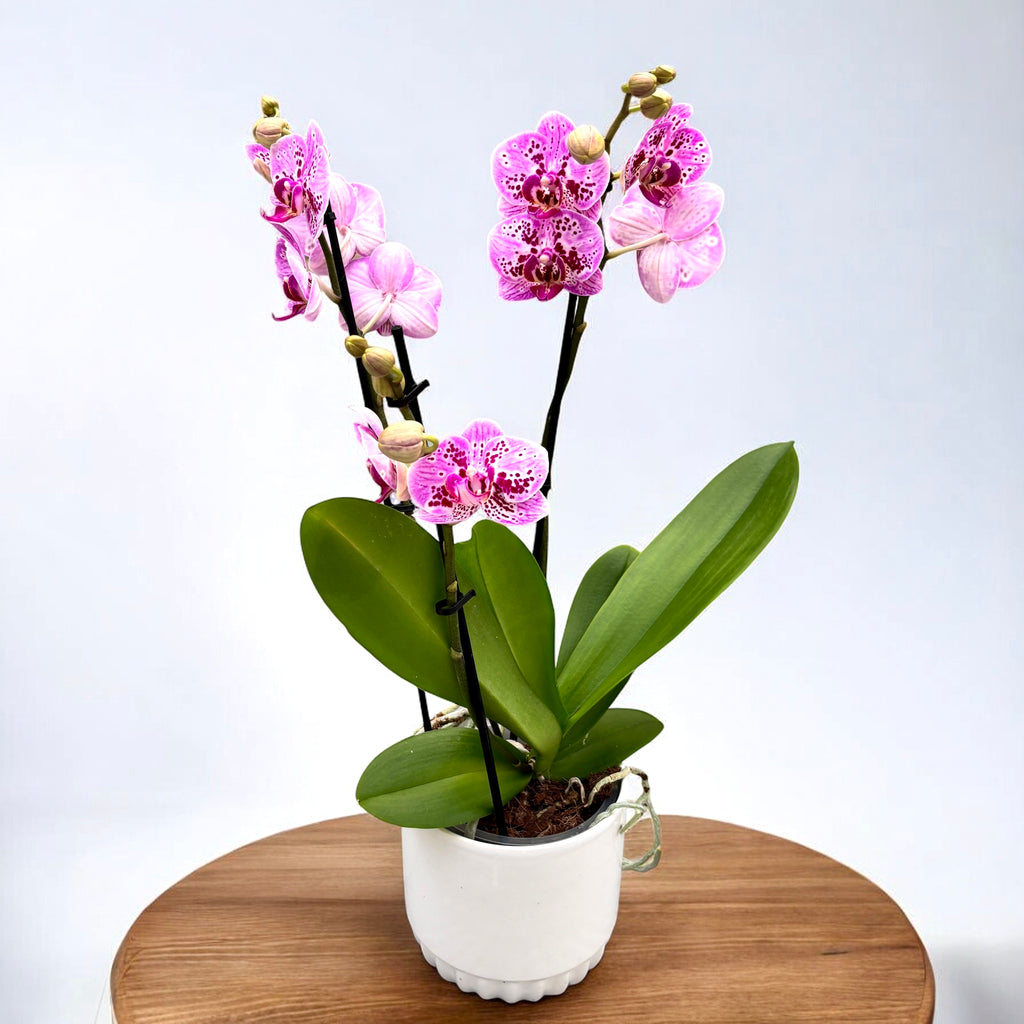 Phalaenopsis Parade