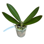 Phalaenopsis Fuller's Gold Stripe '458' (πελωρική - πεταλούδα)