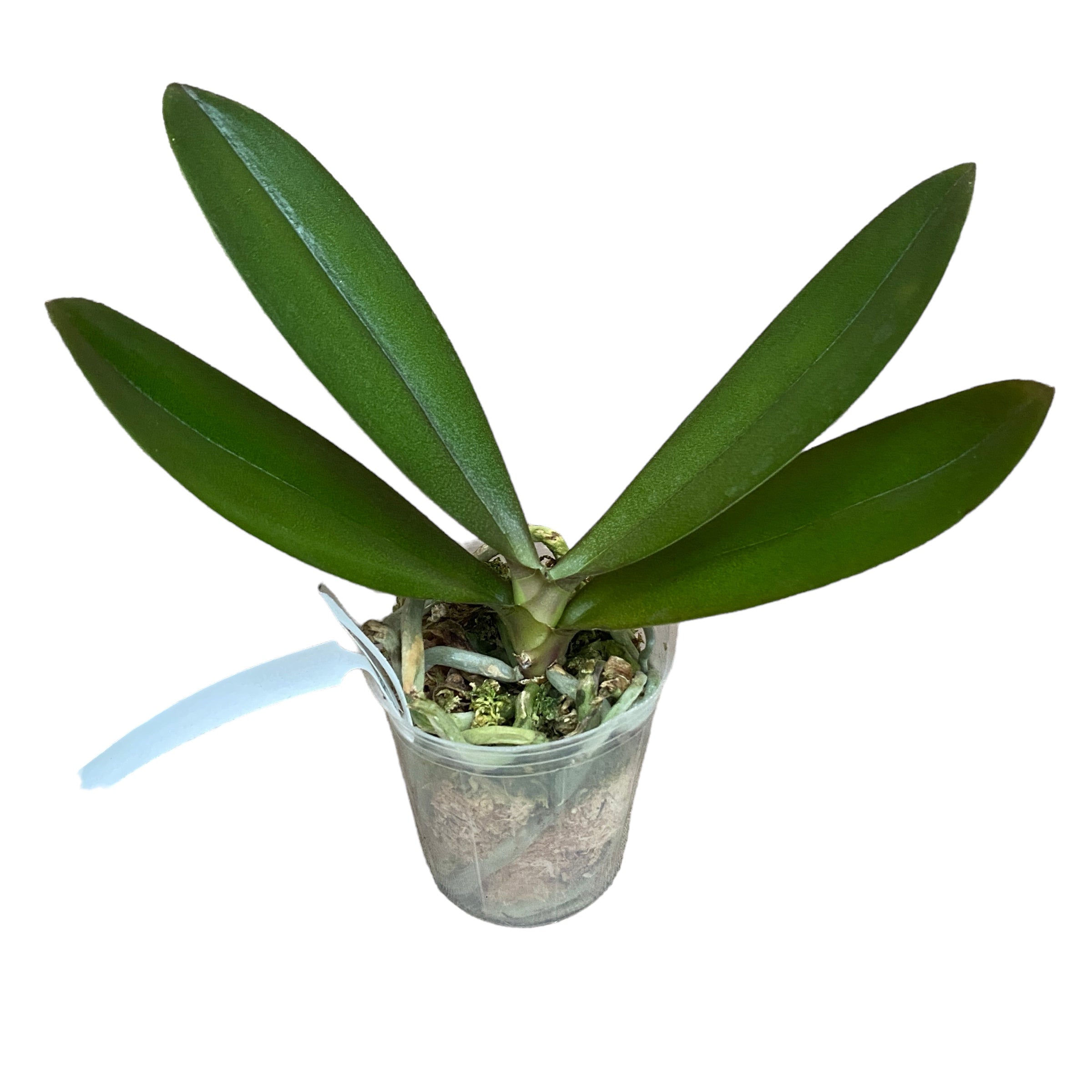 Phalaenopsis Fuller's Gold Stripe '458' (pélorique - papillon)