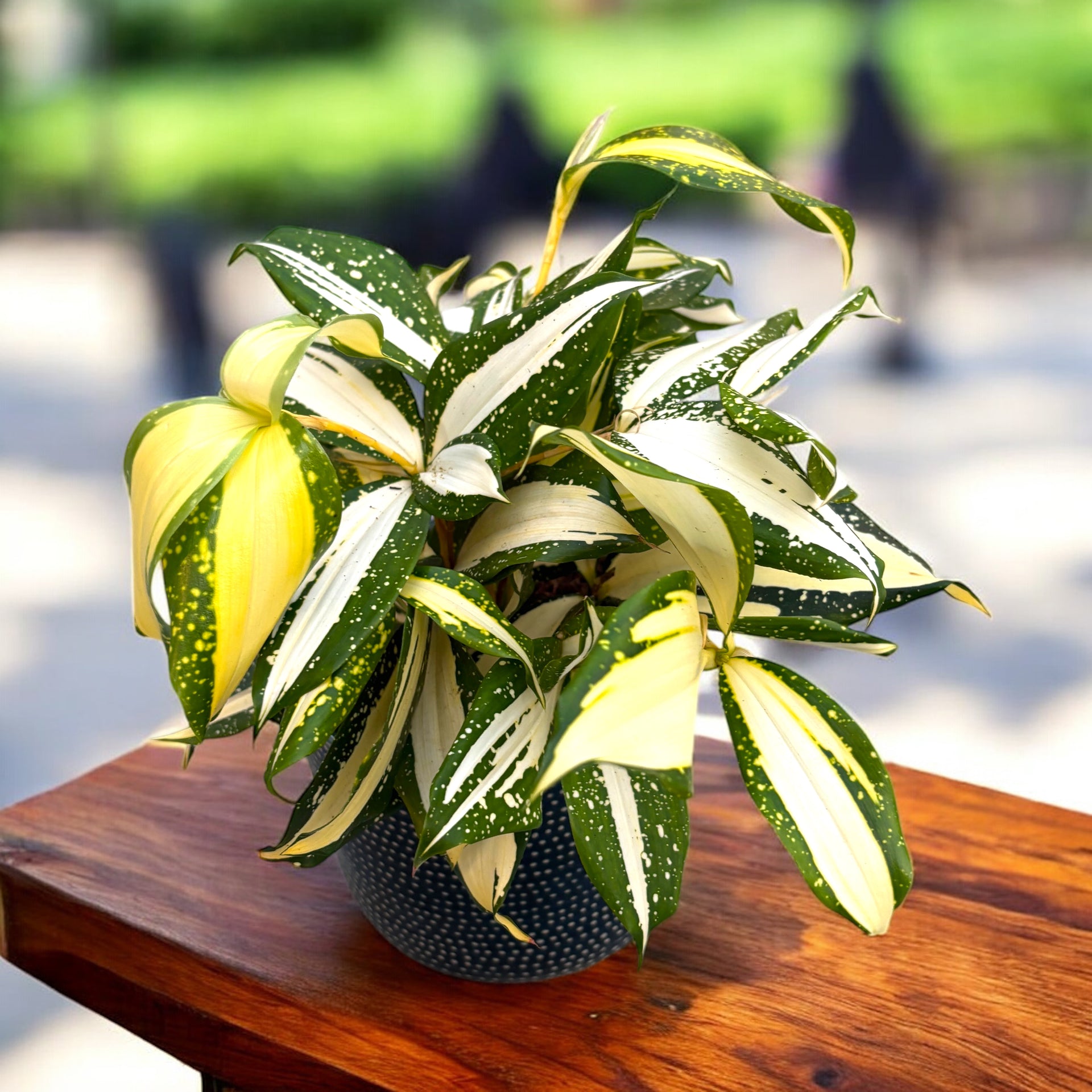 dracaena surculosa wikipedia Dracaena surculosa 'Milky Way' – Secret Garden Plant Shop