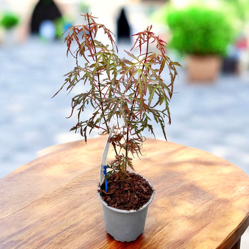 artar japonez bonsai Acer palmatum 'Royal Garnet' (artar japonez) – Secret Garden Plant Shop