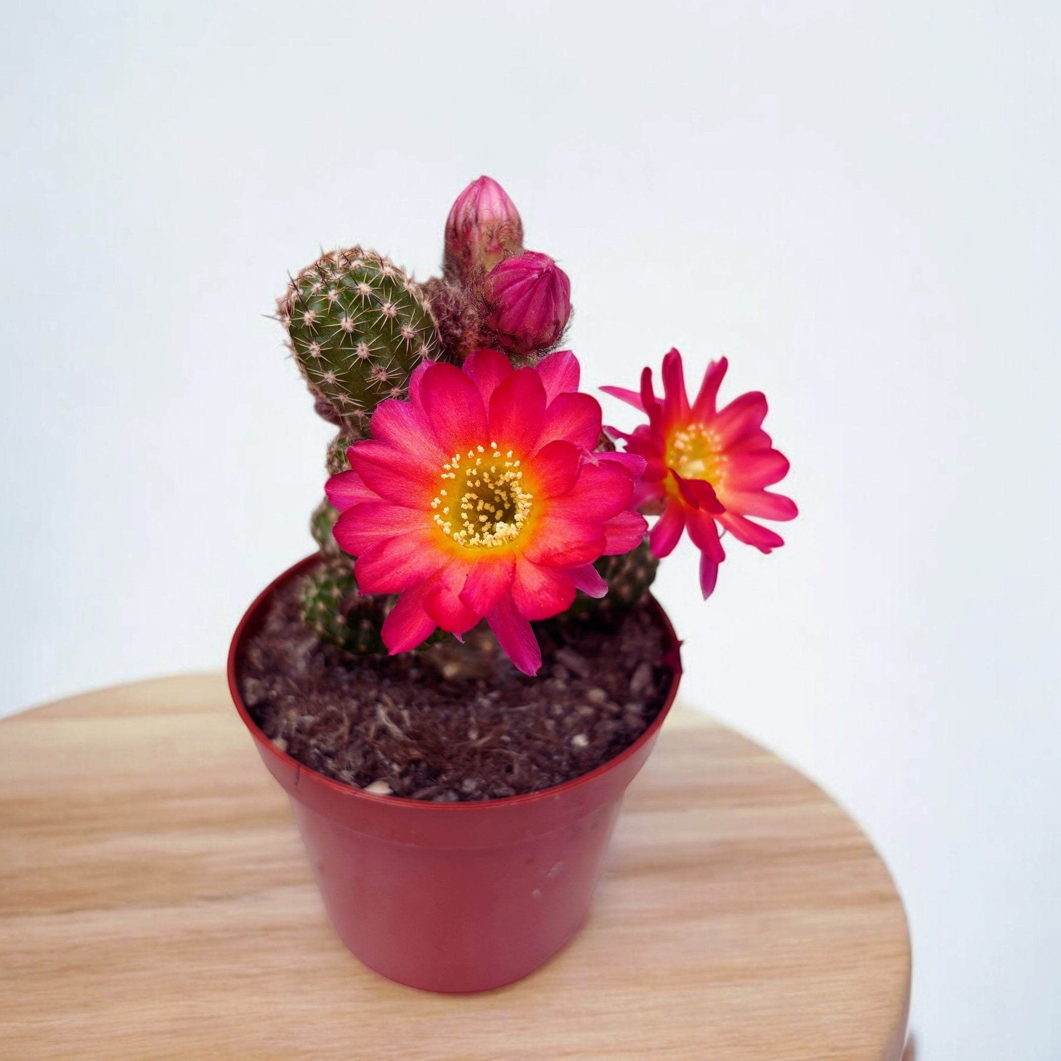 Chamaecereus silvestrii hybrid ‘Ubink Cerise'