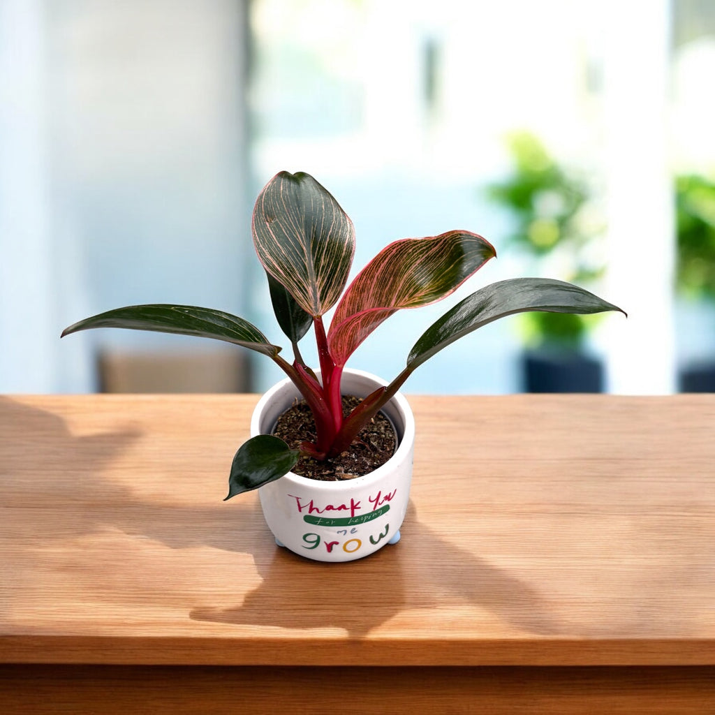 Philodendron ‘Pink Birkin’ babyplant