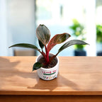 Philodendron ‘Pink Birkin’ babyplant