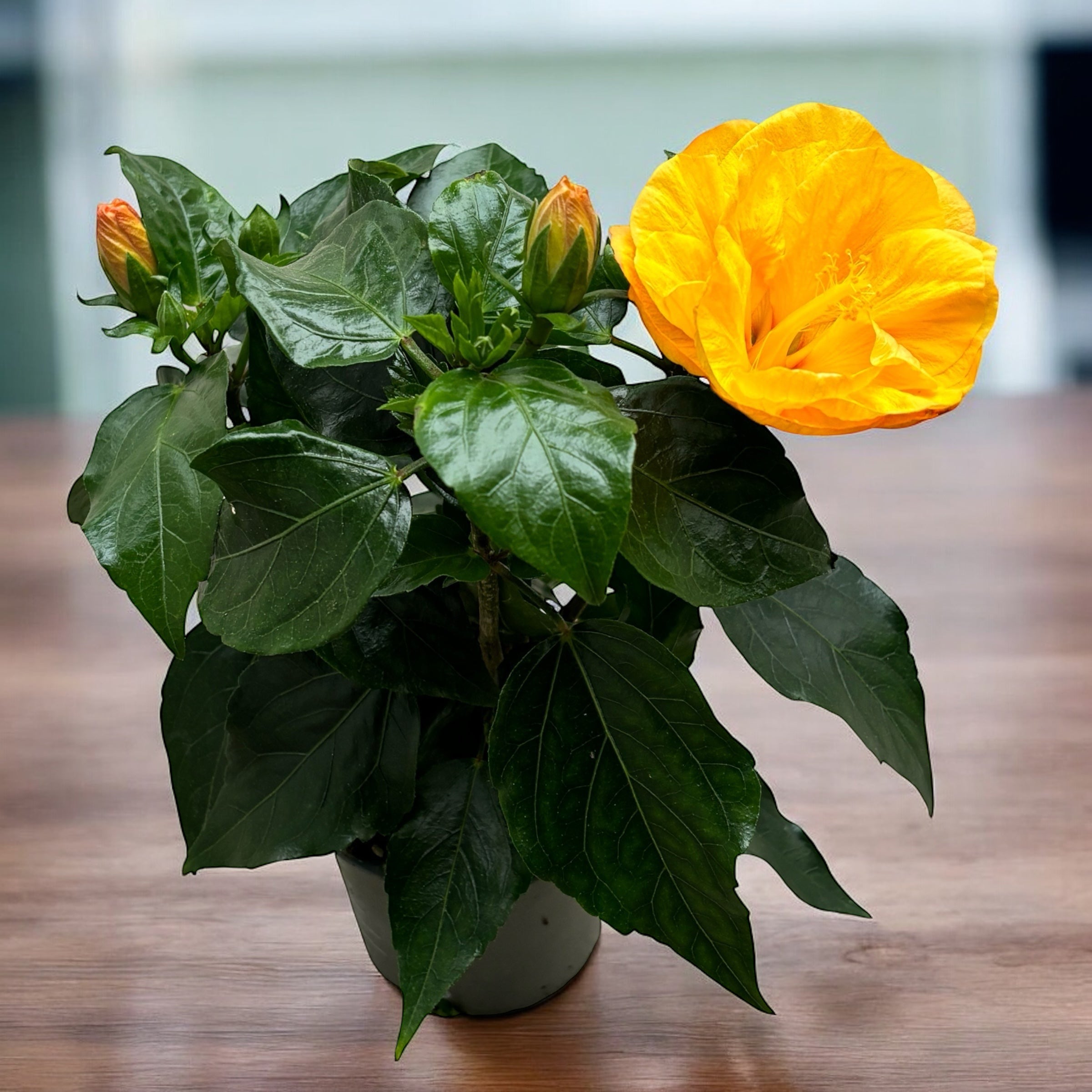 Hibiscus rosa-sinensis 'Jazz' (kettős virágú japán rózsa)