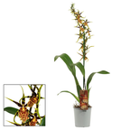 Brascidostele Gilded Tower "Mystic Maze"