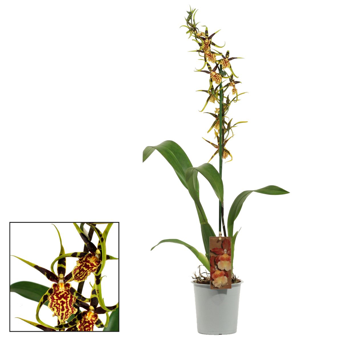 Brascidostele Gilded Tower "Mystic Maze"