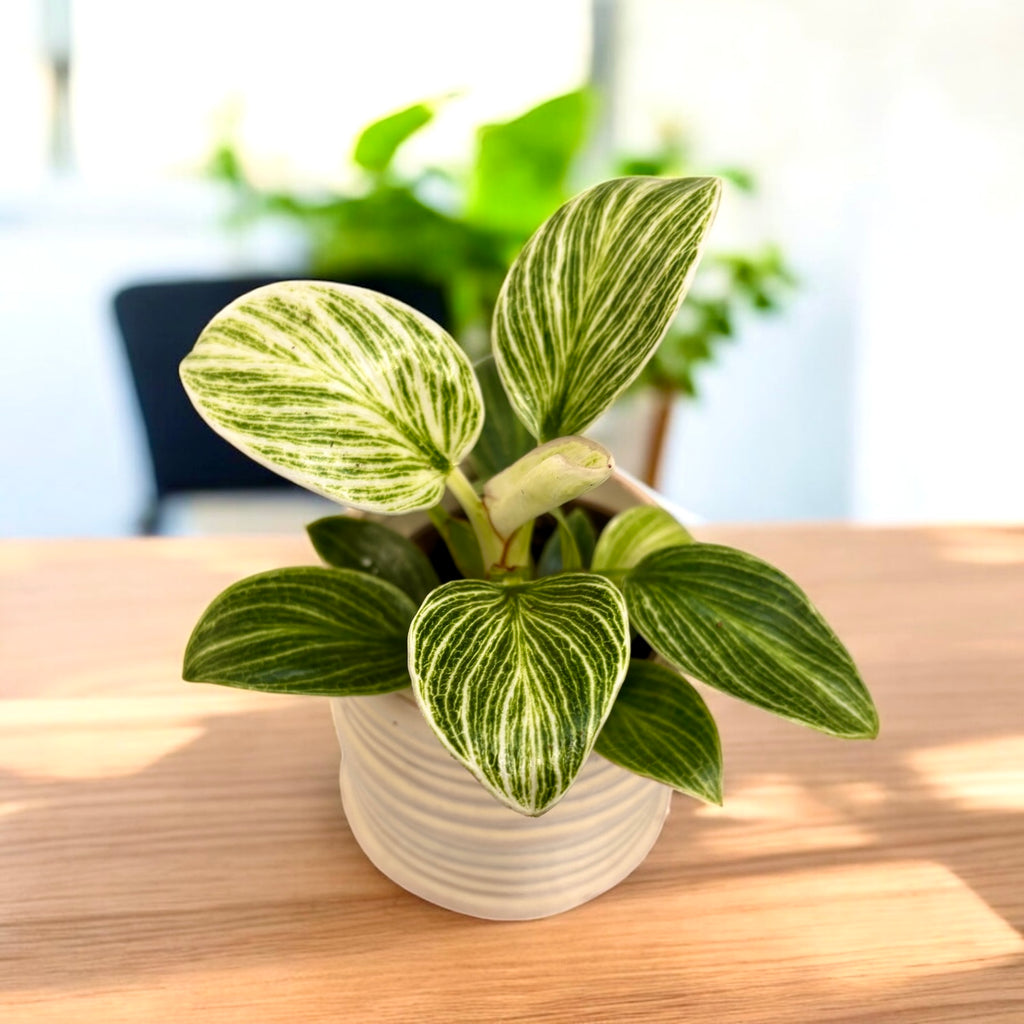 Philodendron Birkin (Vague Blanche) *plante bébé