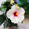 Hibiscus rosa-sinensis ‘Sunny St. Tropez’