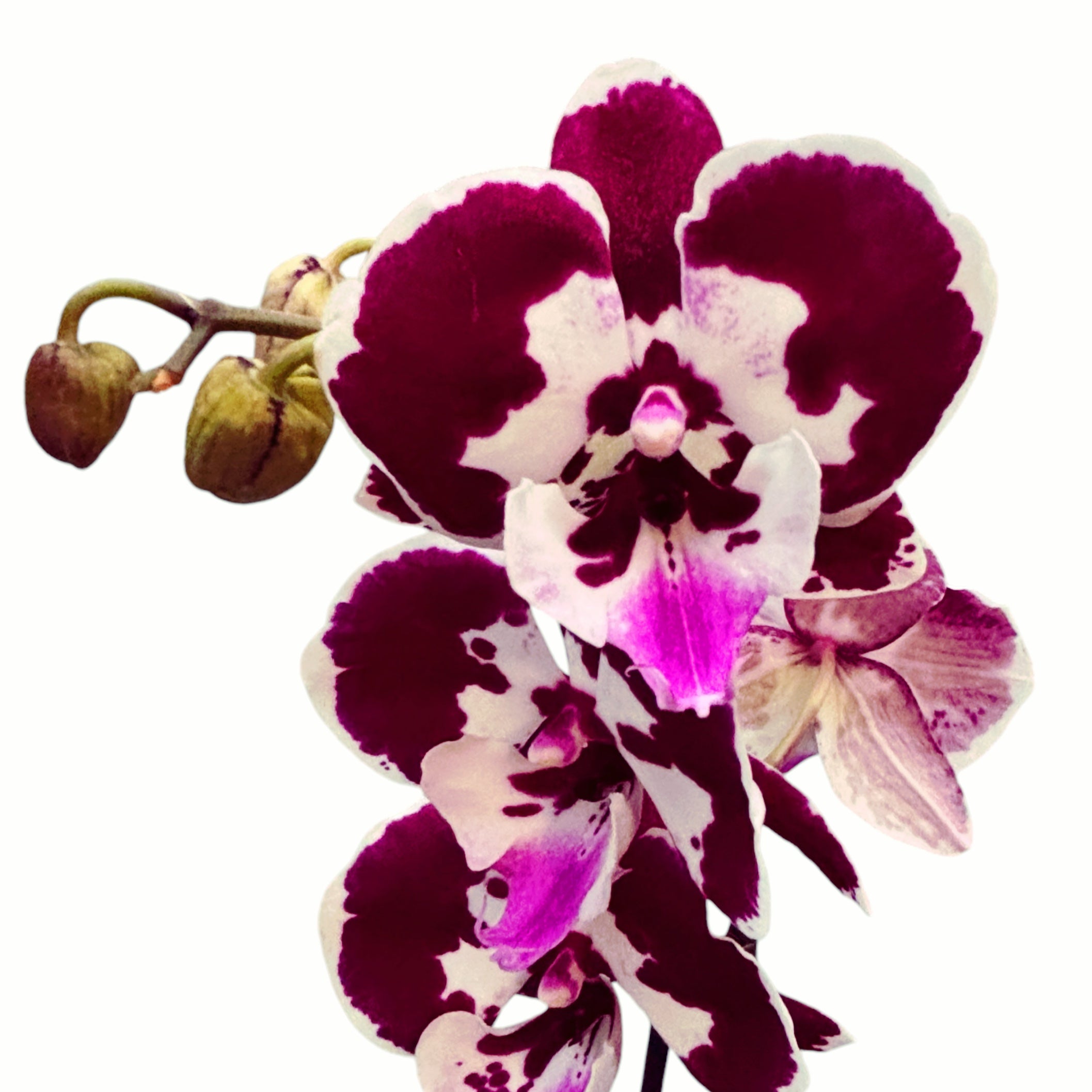 Phalaenopsis ‘Limited #87’ grande labbro
