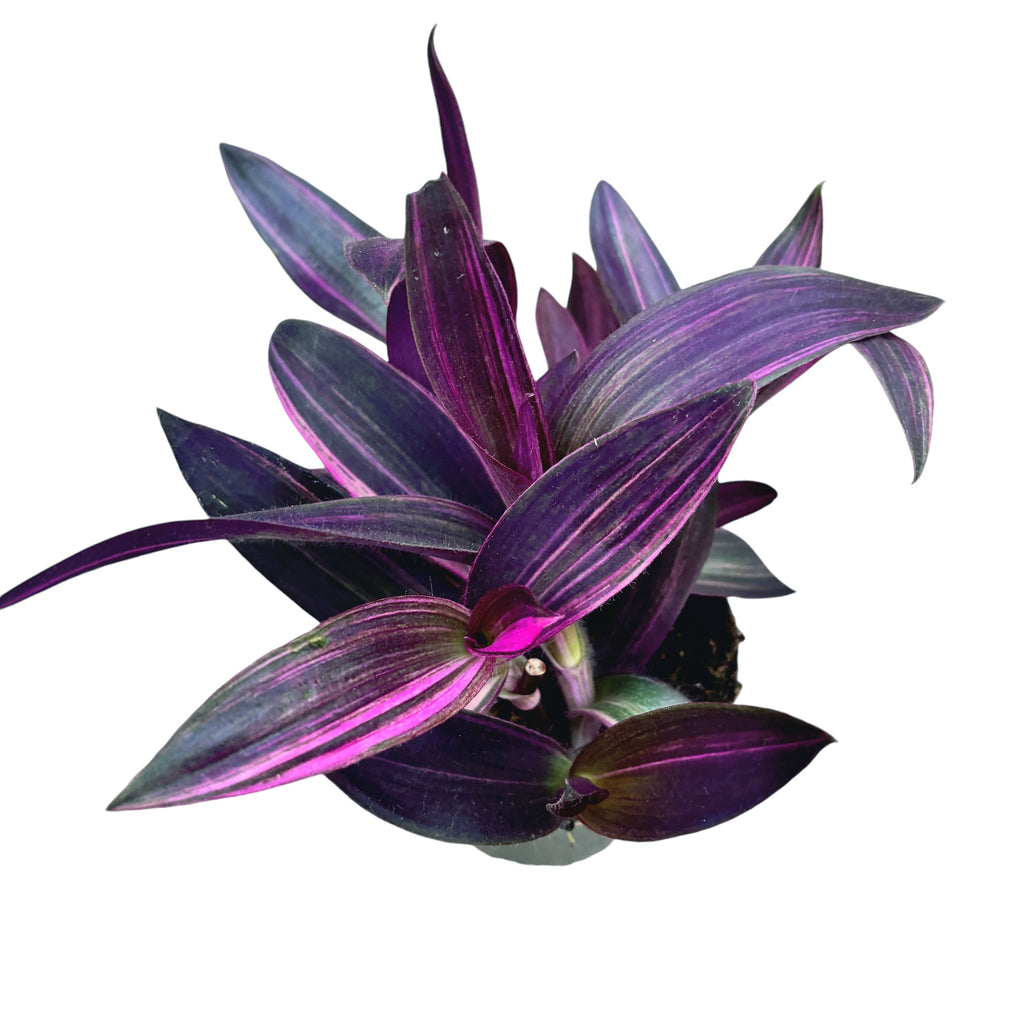 Tradescantia Pallida 'Pink Stripe' (Setcreasea pallida 'Pink Stripe') 3pp