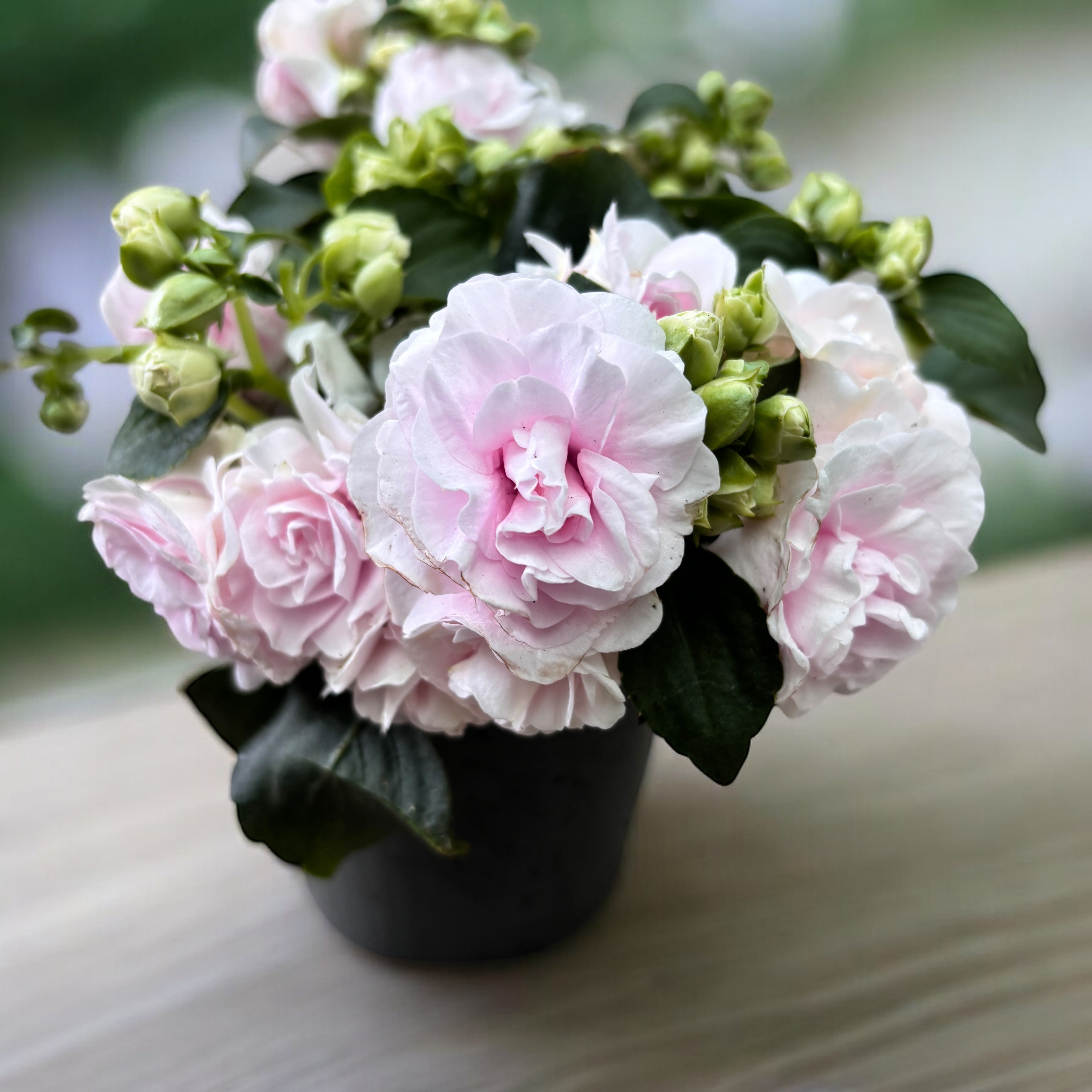 Impatiens Glimmer Double Appleblossom (netýkavka domácí s dvojitými světle růžovými květy)