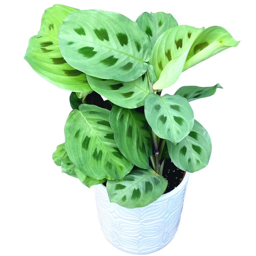 Maranta Leuconeura Kerchoveana - The Plant That Prays for the Home