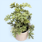 Muscate parfumate - Scented Geranium ‘Isko Eucalyptus’ (parfum de eucalipt)