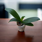 Phalaenopsis Chi Yueh Sárga Kaméleon (Nagy Ajkú)