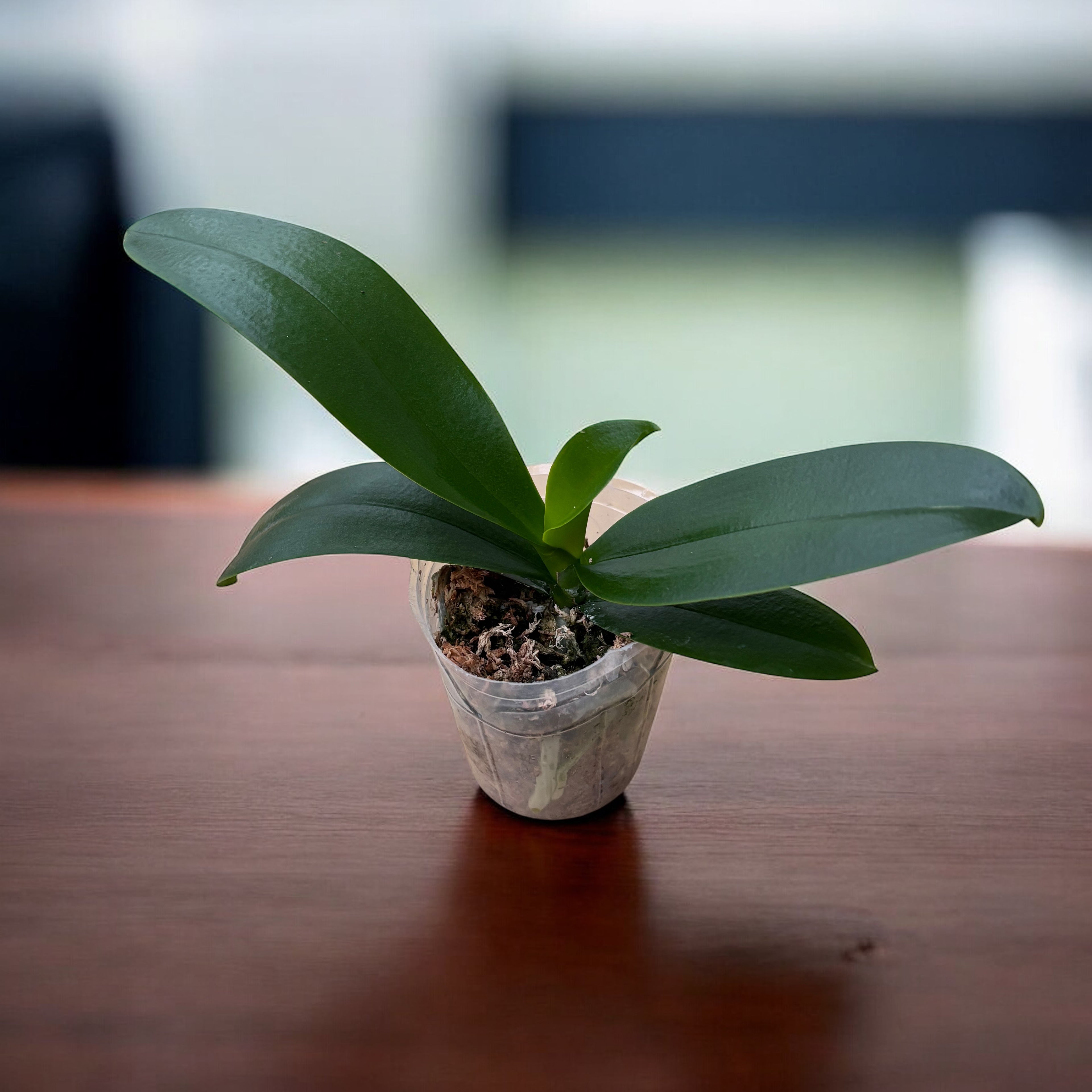 Phalaenopsis Chi Yueh Yellow Chameleon (Big Lip)