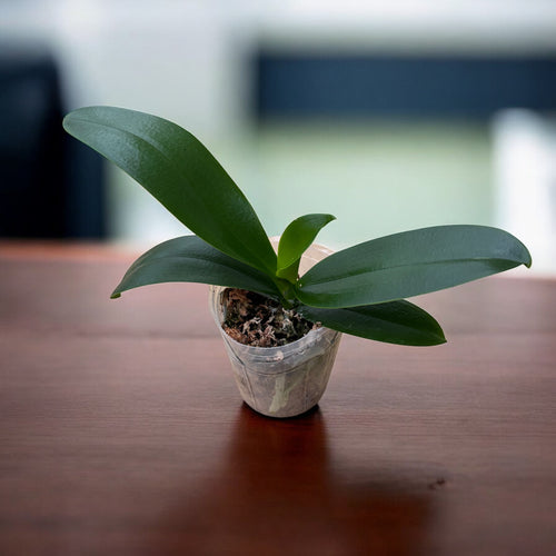 Phalaenopsis Chi Yueh Yellow Chameleon (Big Lip)