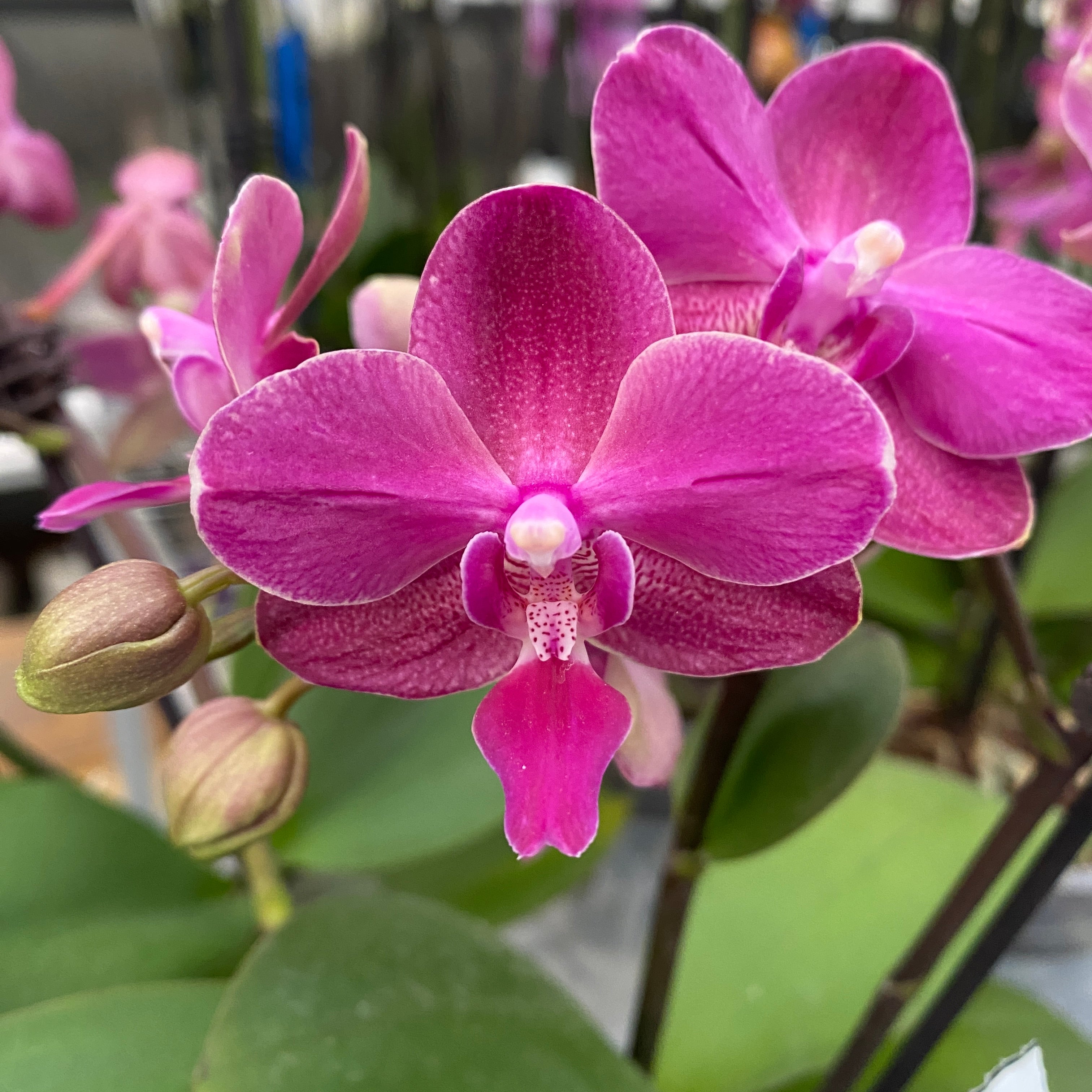 Phalaenopsis Andria