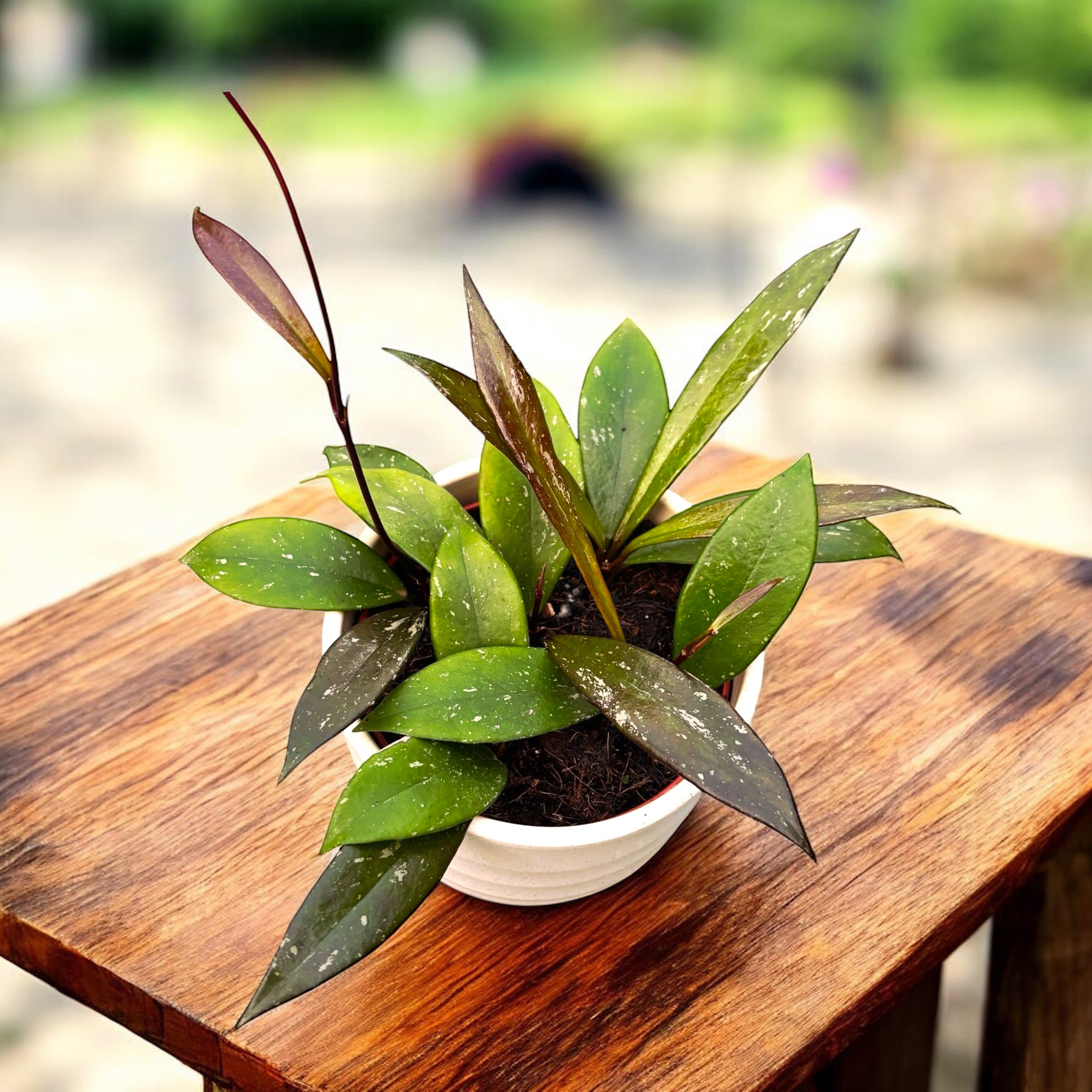Hoya pubicalyx 'Red Buttons' (3-4 plante/ghiveci)