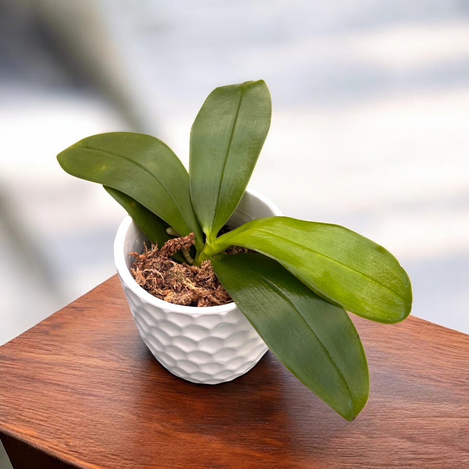 Phalaenopsis violacea var. indigo *flori parfumate