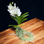 Vanda Tayanee White (Ansu)