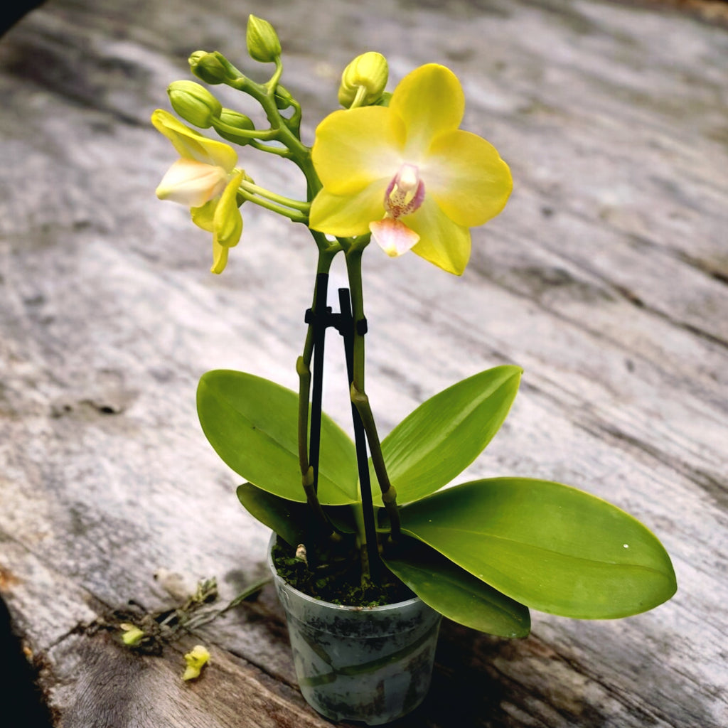 Phalaenopsis Yellow Miracle (Suzy) parfumata