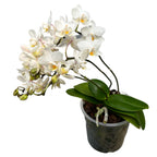Phalaenopsis Soft Cloud