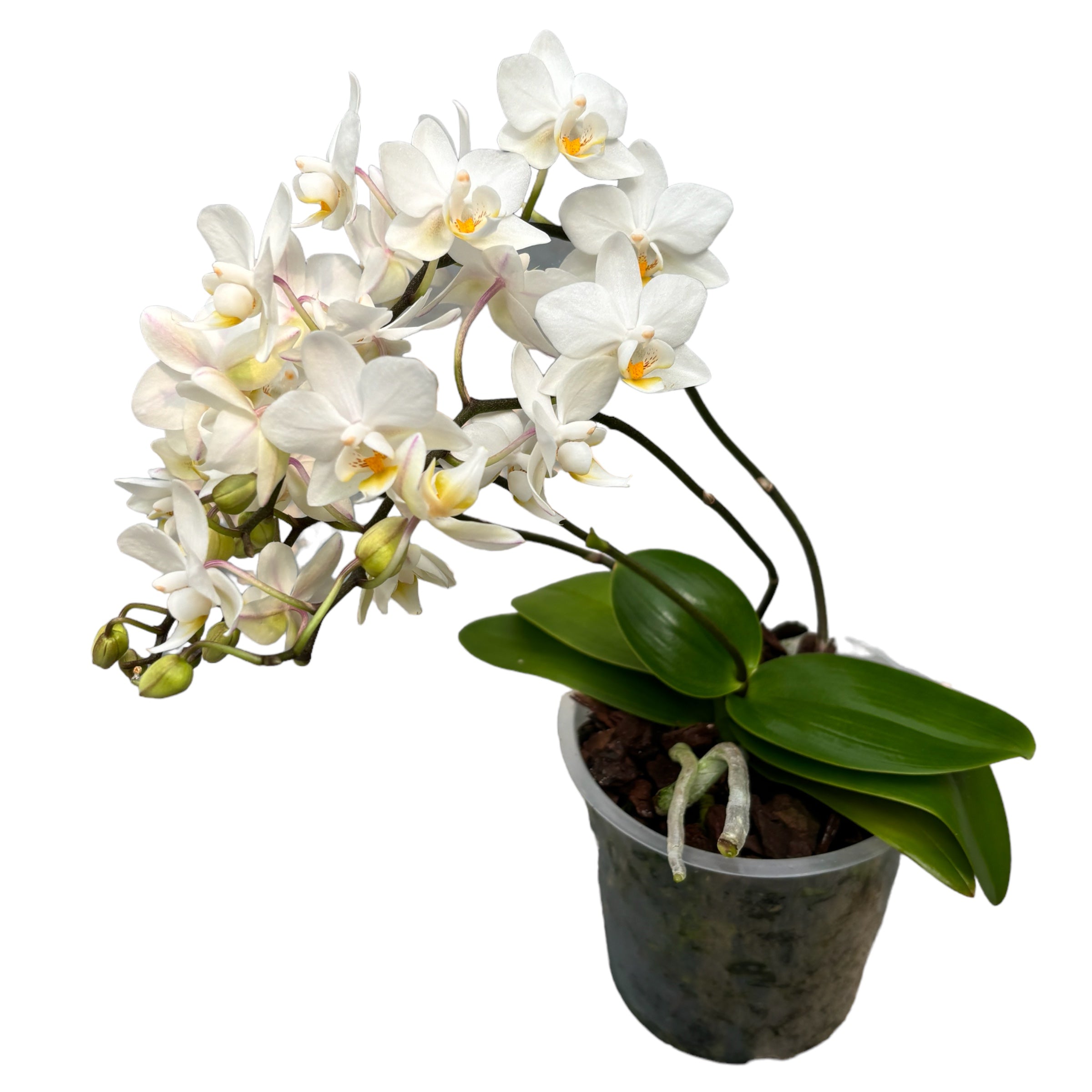 Phalaenopsis Soft Cloud
