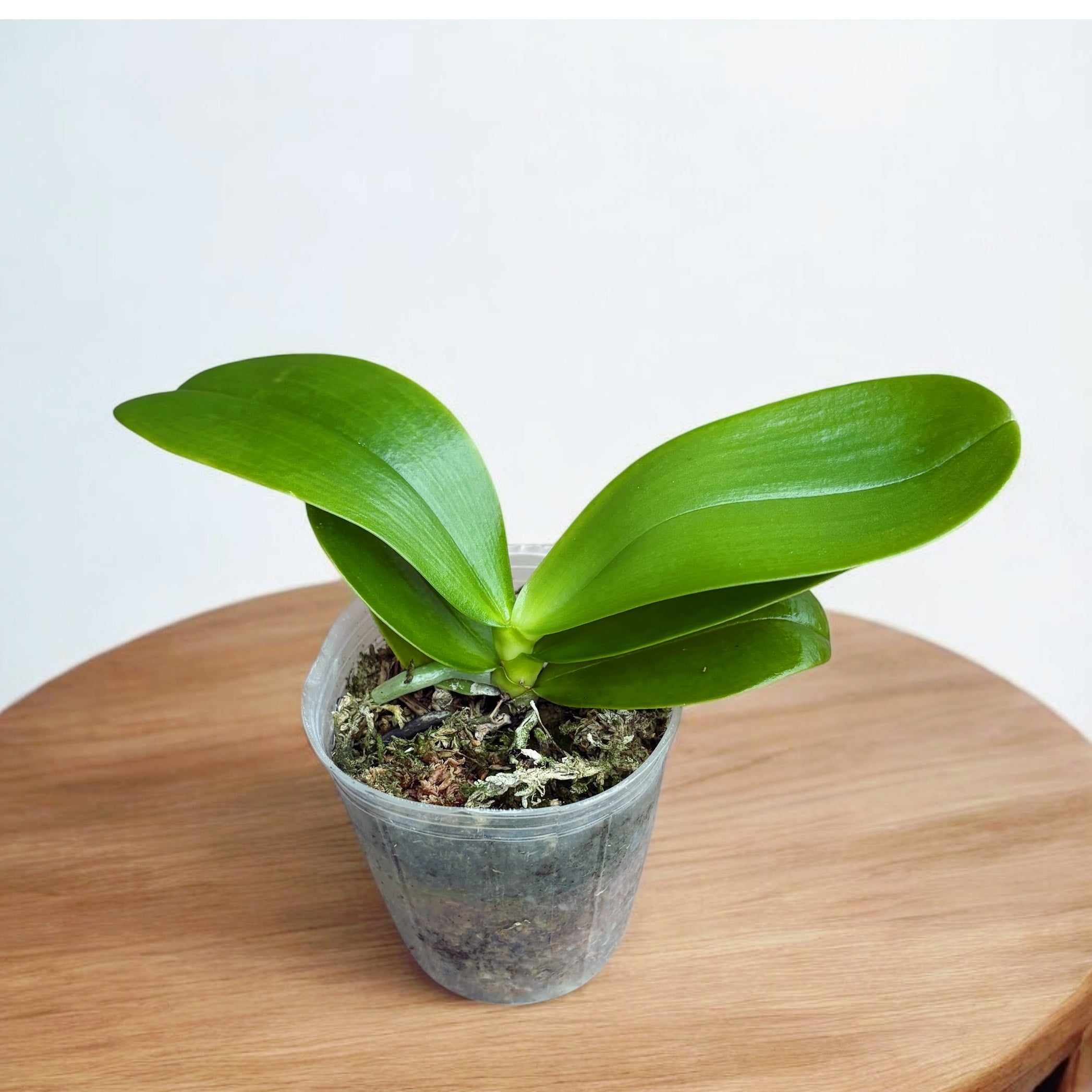 Phalaenopsis Yaphon Red Ice - parfumata