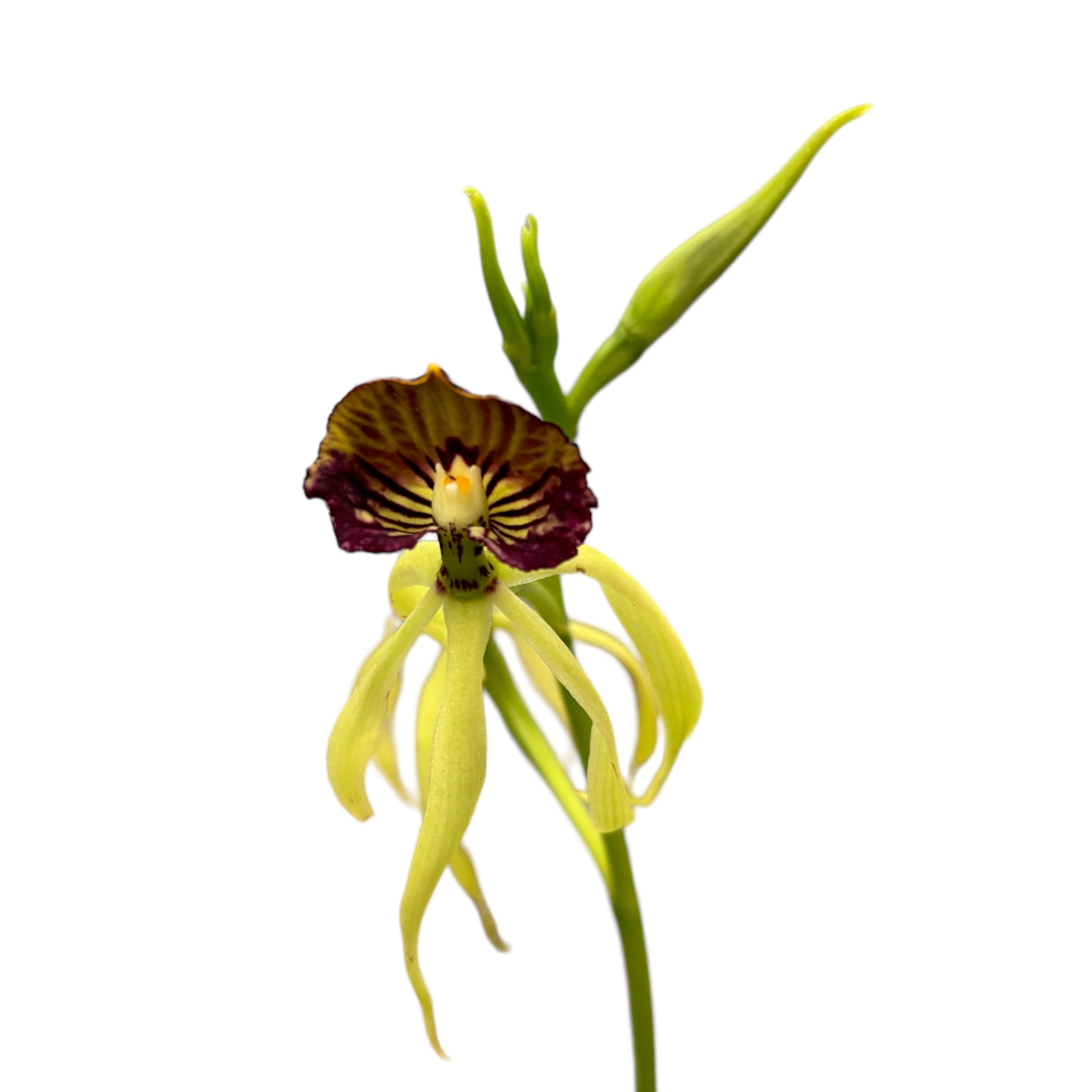 Encyclia (Prostechea) Green Hornet