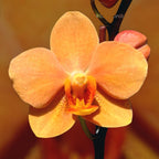 Vandaenopsis Irene Dobkin 'Elmhurst' HCC/AOS