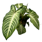 Caladium (Xanthosoma) lindenii Angel Wings