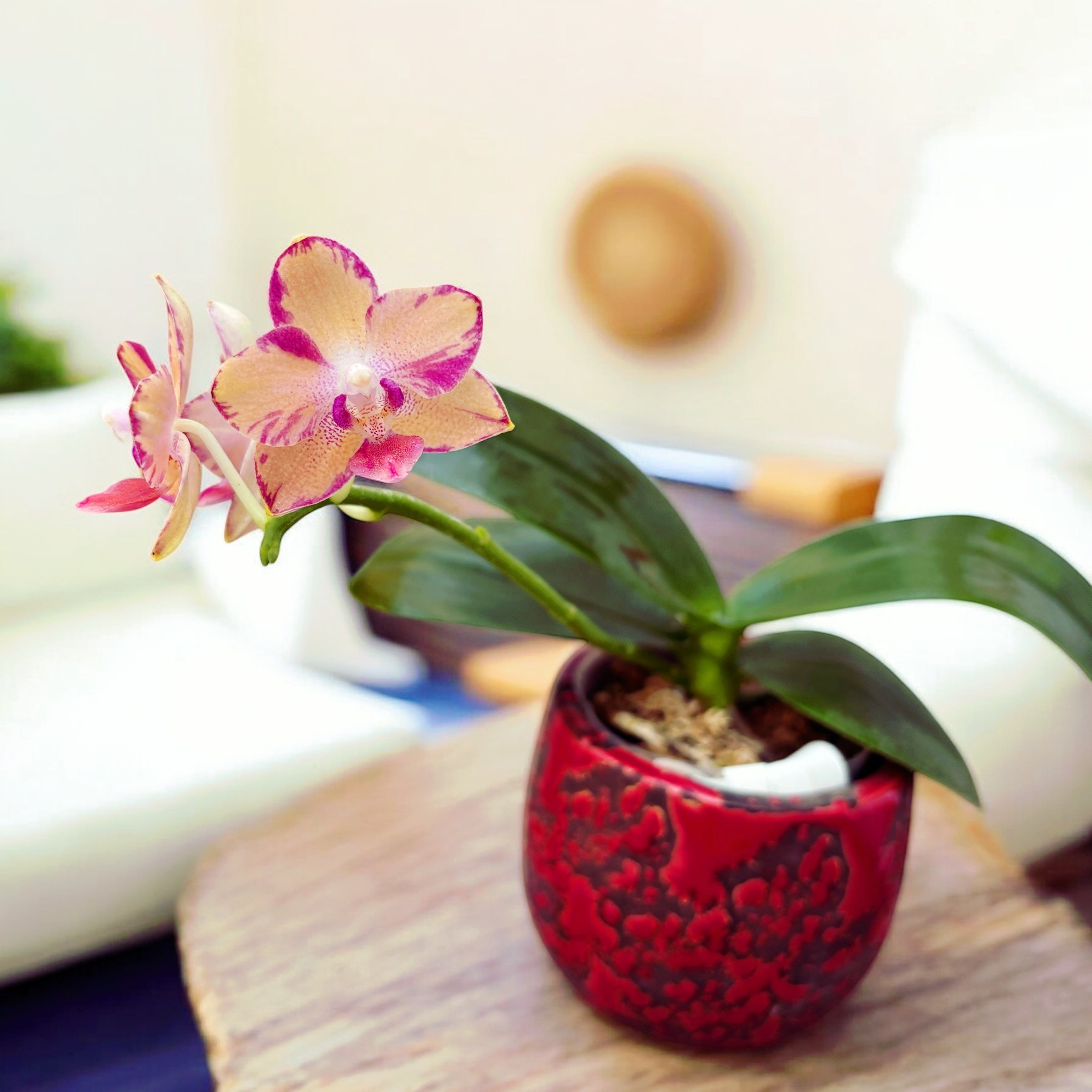Phalaenopsis Tying Shin Smart *parfumata